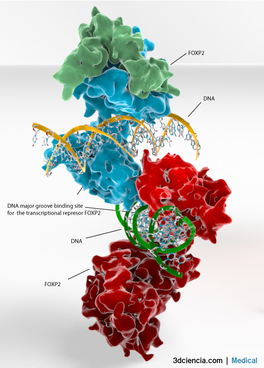 Represor transcripcional Foxp2