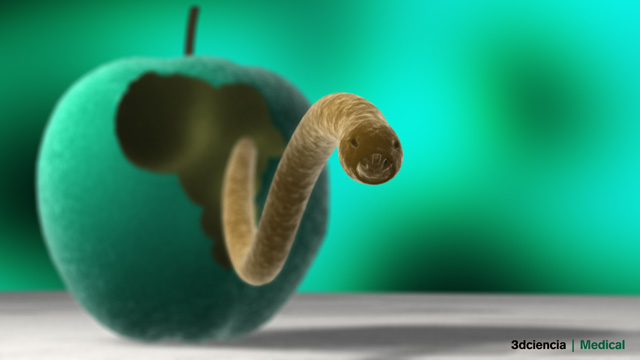 Hookworm