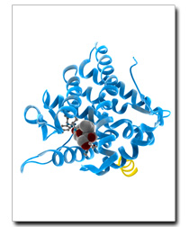 glucocorticoid receptor mineralcorticoid
