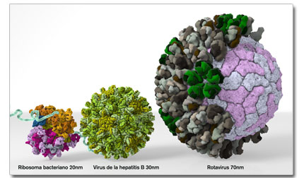 ribosome ribosoma hepatitis virus B rotavirus