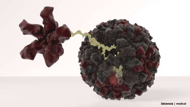 Norwalk virus or norovirus
