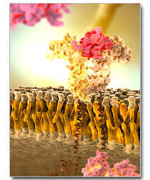 GHRc growth hormone receptor dimer bound to human gh hormone