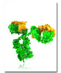 IgG immunoglobulina G