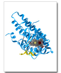 glucocorticoid receptor
