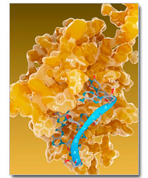 heterogeneous nuclear ribonucleoprotein h