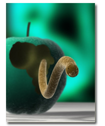 hookworm subsaharian infection NTDs