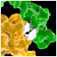 cadherina-e-proteina-adhesion-celular-tejidos-uniones-adherentes-video